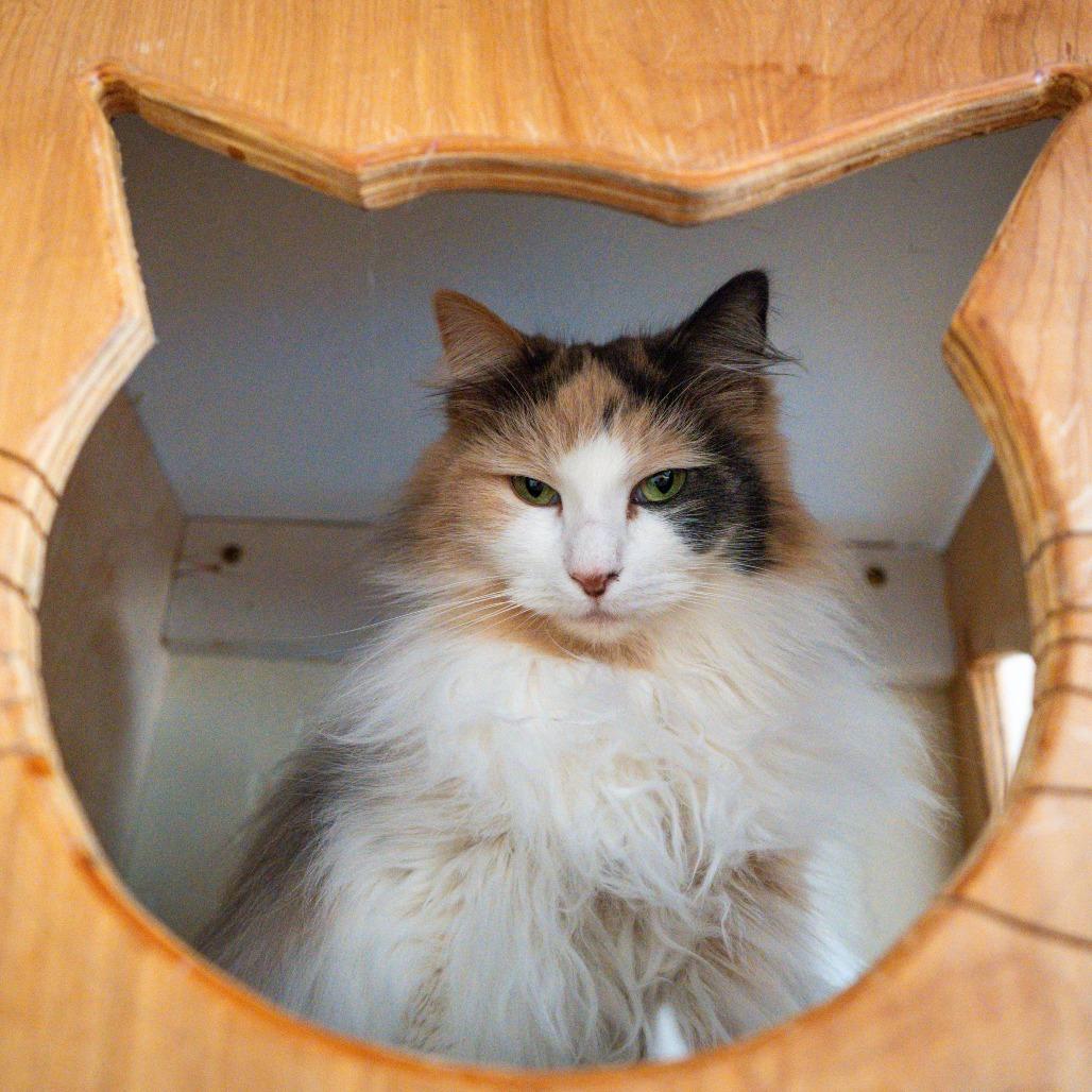 Enlarge Alice, a Adoptable Domestic Long Hair in Durango, CO image 2/3