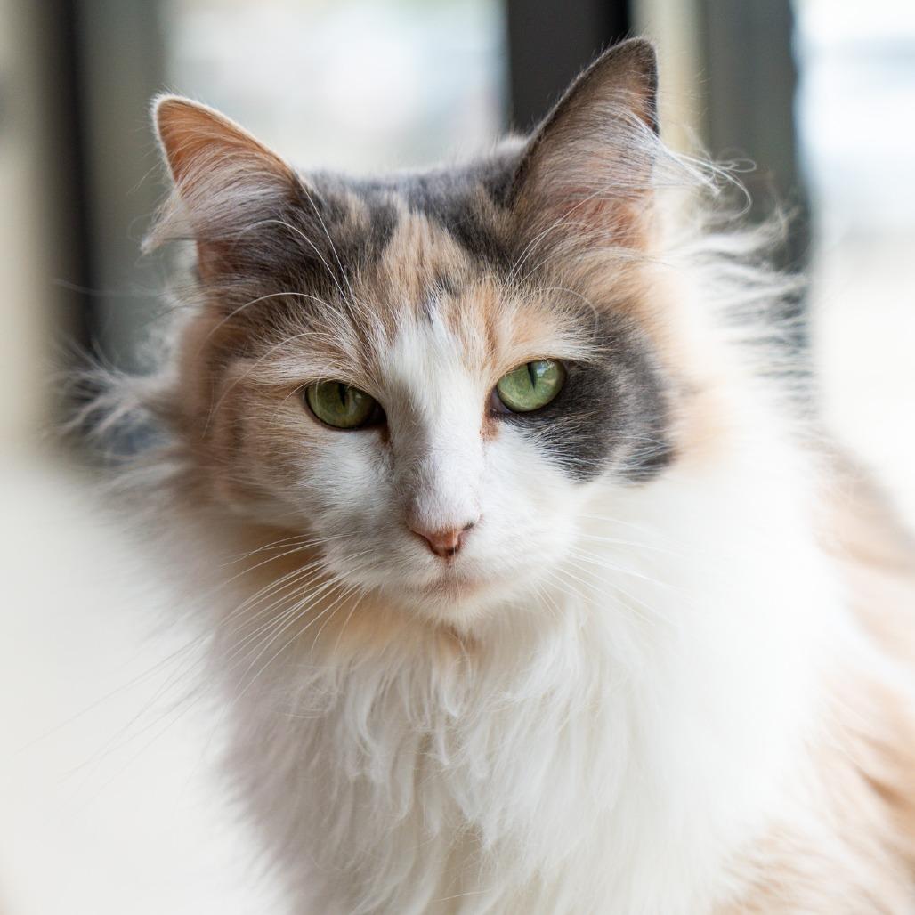Enlarge Alice, a Adoptable Domestic Long Hair in Durango, CO image 3/3