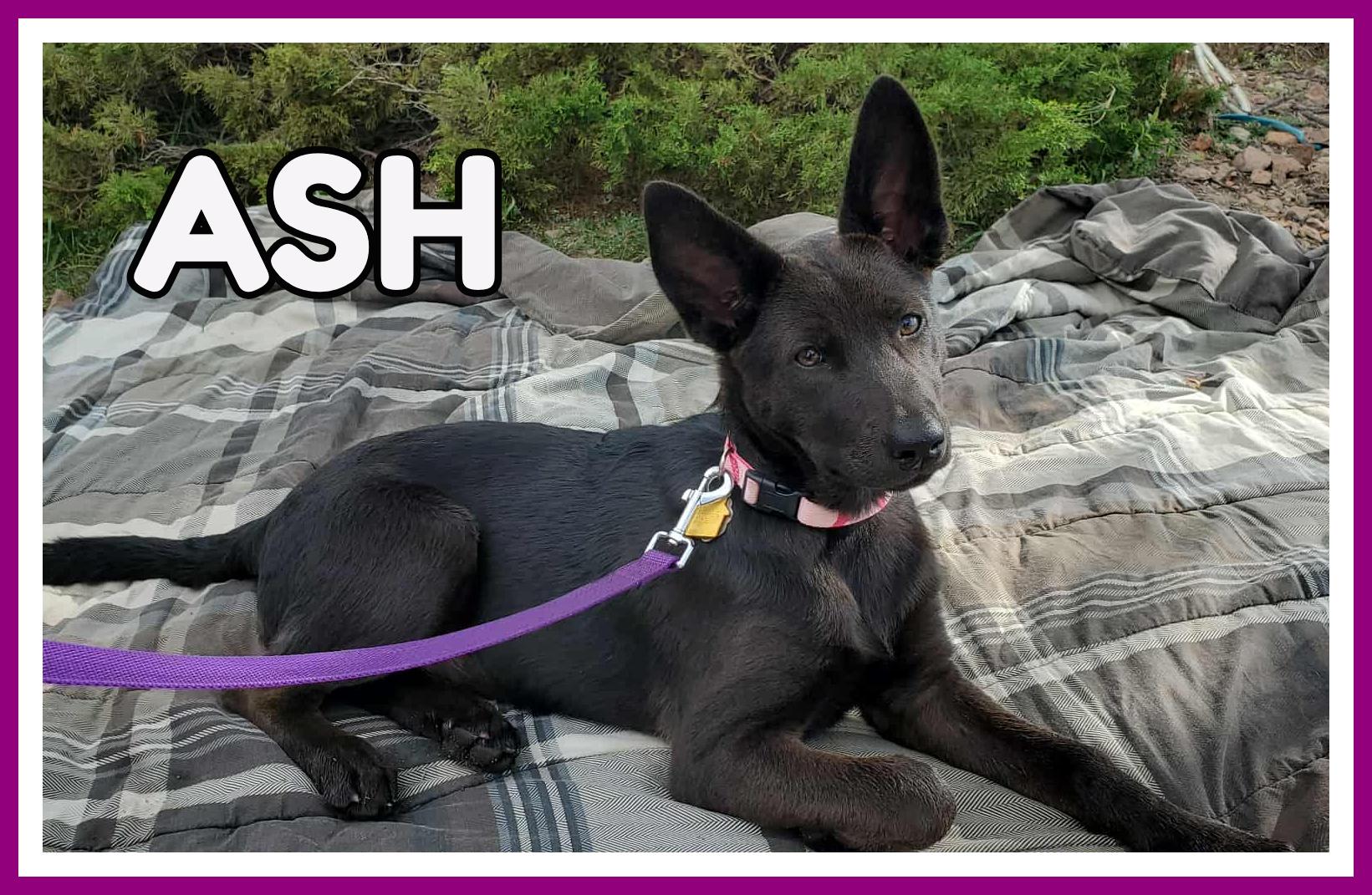 Ash, an adoptable German Shepherd Dog in Valley City, ND, 58072 | Photo Image 1