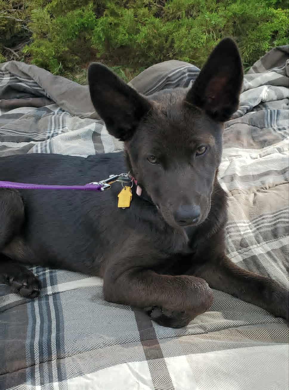 Ash, an adoptable German Shepherd Dog in Valley City, ND, 58072 | Photo Image 2