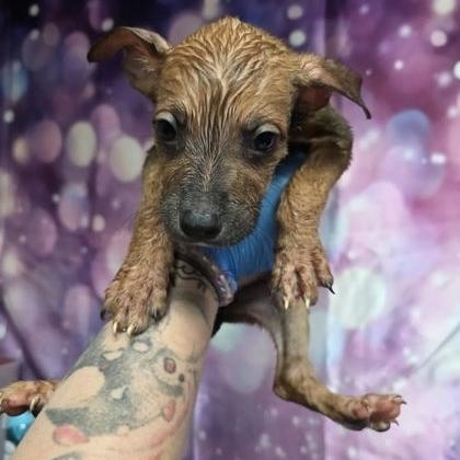Tapatio, Adoptable, Puppy Female Pit Bull Terrier & Mixed Breed.