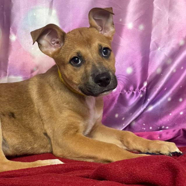 Enlarge Tapatio, a Adoptable mixed breed in Fort Collins, CO image 3/5