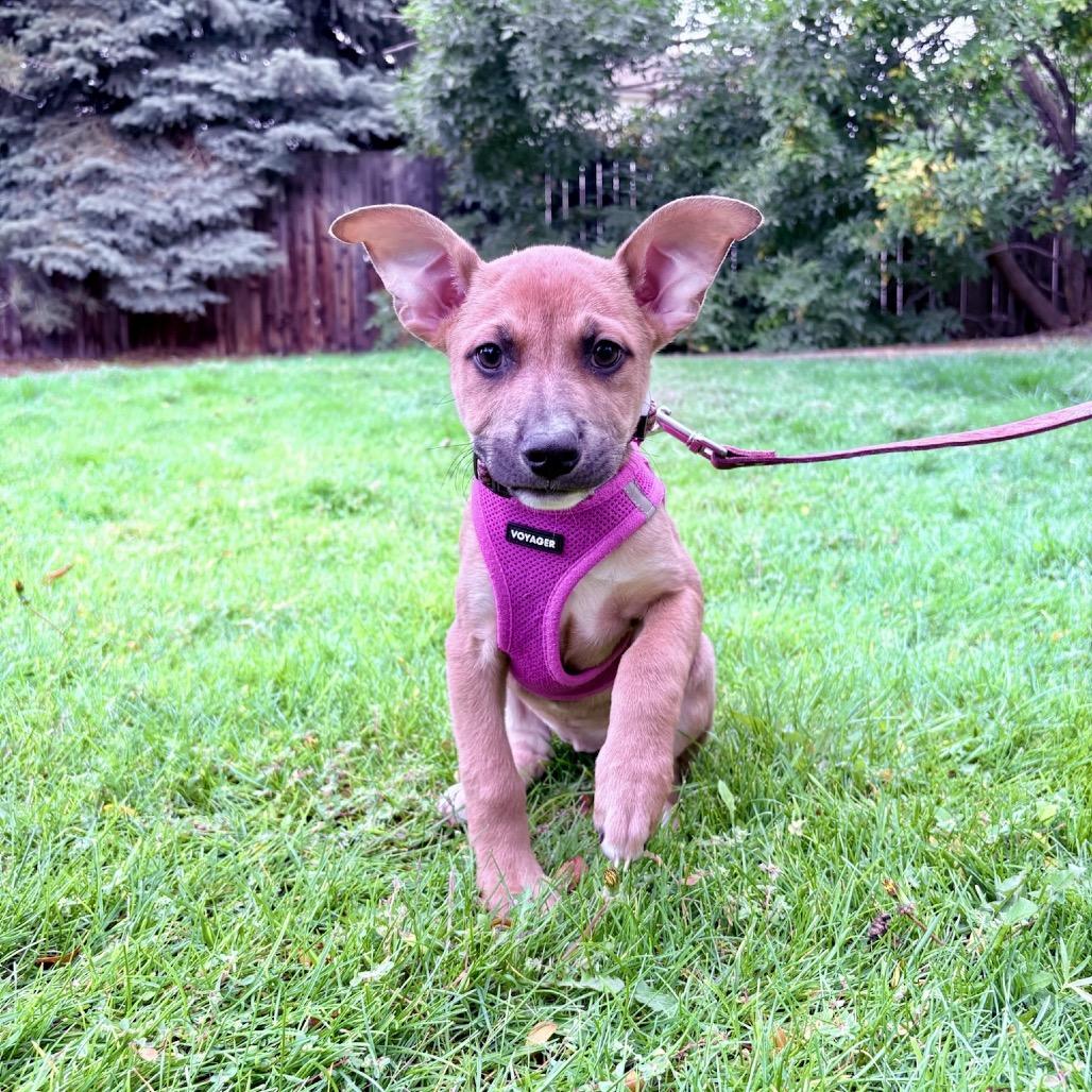 Enlarge Tapatio, a Adoptable mixed breed in Fort Collins, CO image 4/5