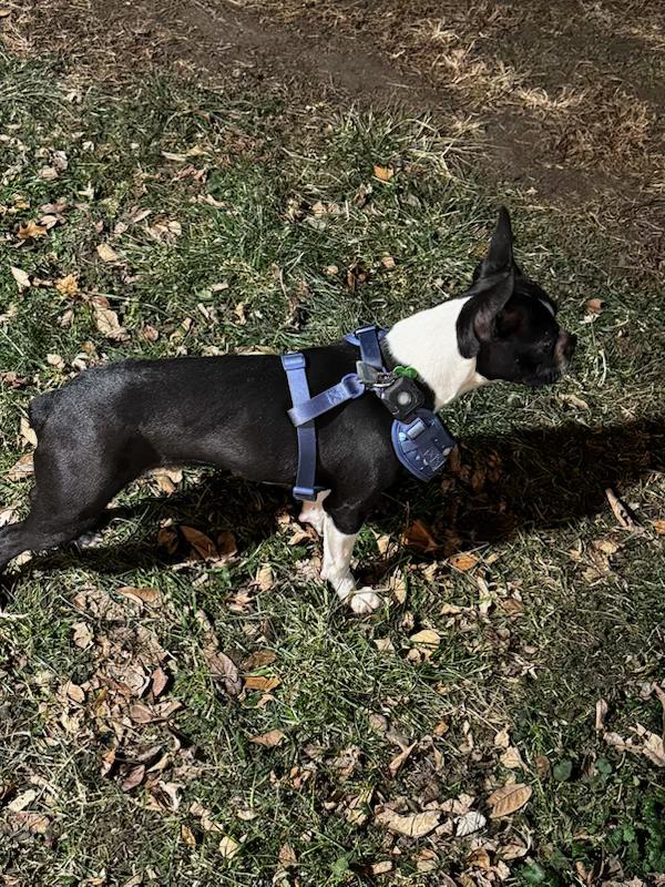 Enlarge Henry in NE, a ADOPTABLE Boston Terrier in Elkhorn, NE image 6/6