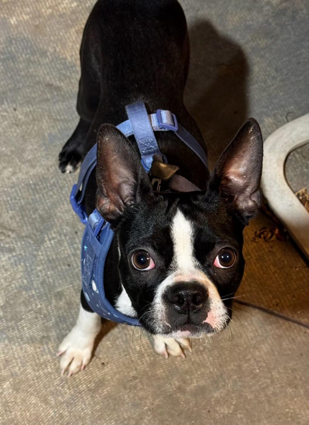 Henry - pending , ADOPTABLE, Puppy Male Boston Terrier.
