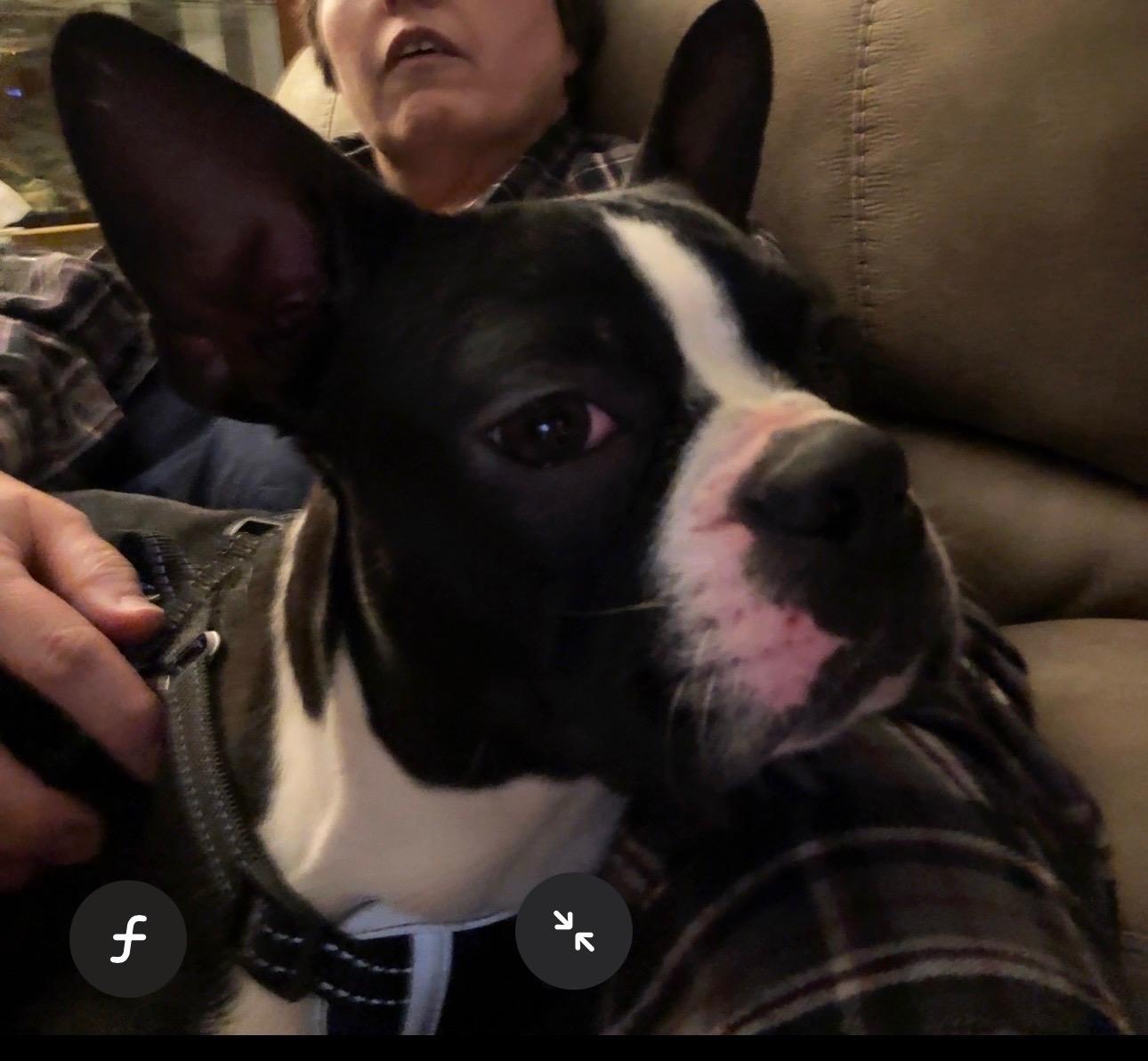 Henry in NE, a ADOPTABLE Boston Terrier in Elkhorn, NE image 2/5