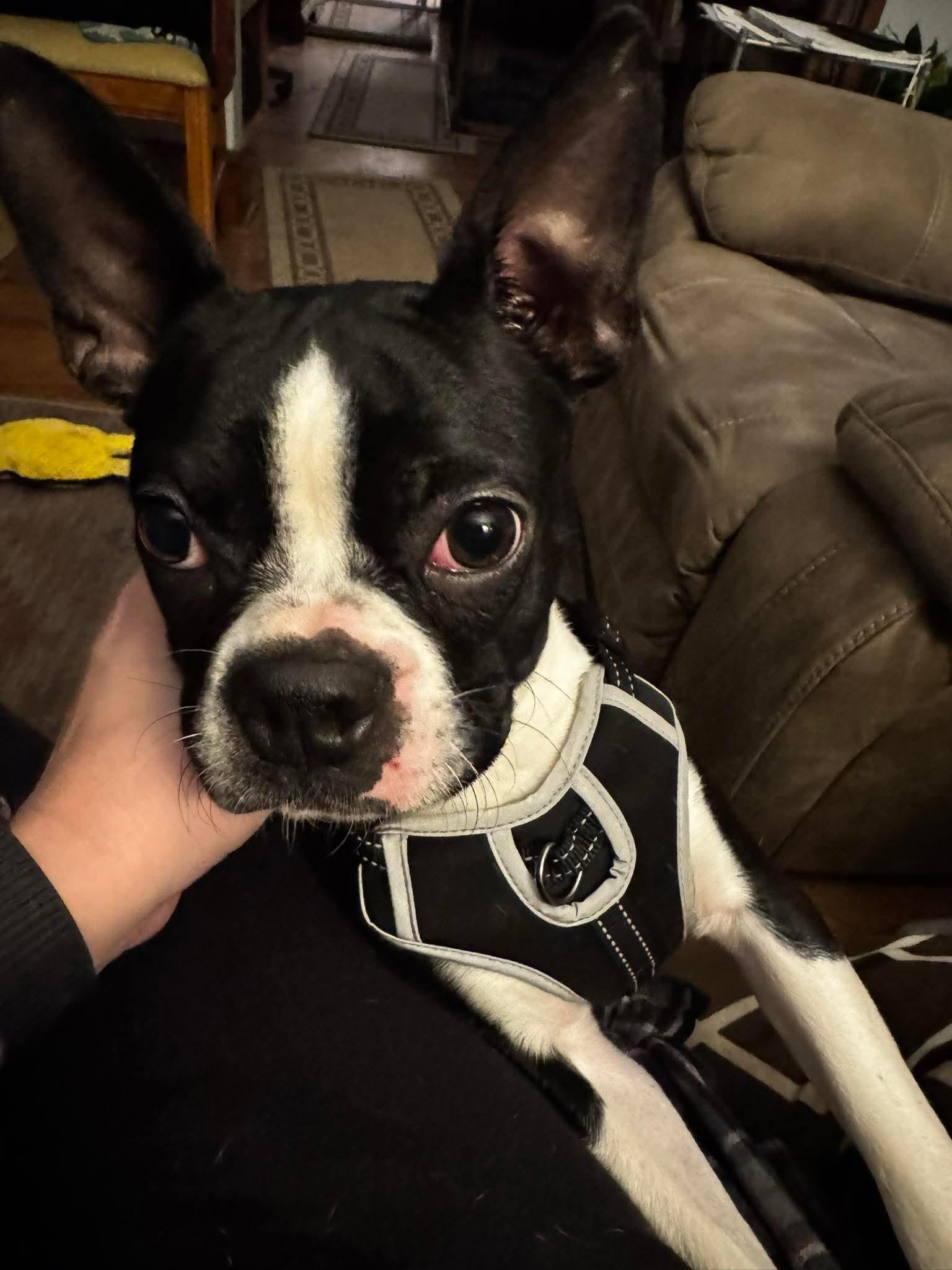 Henry in NE, a ADOPTABLE Boston Terrier in Elkhorn, NE image 1/5