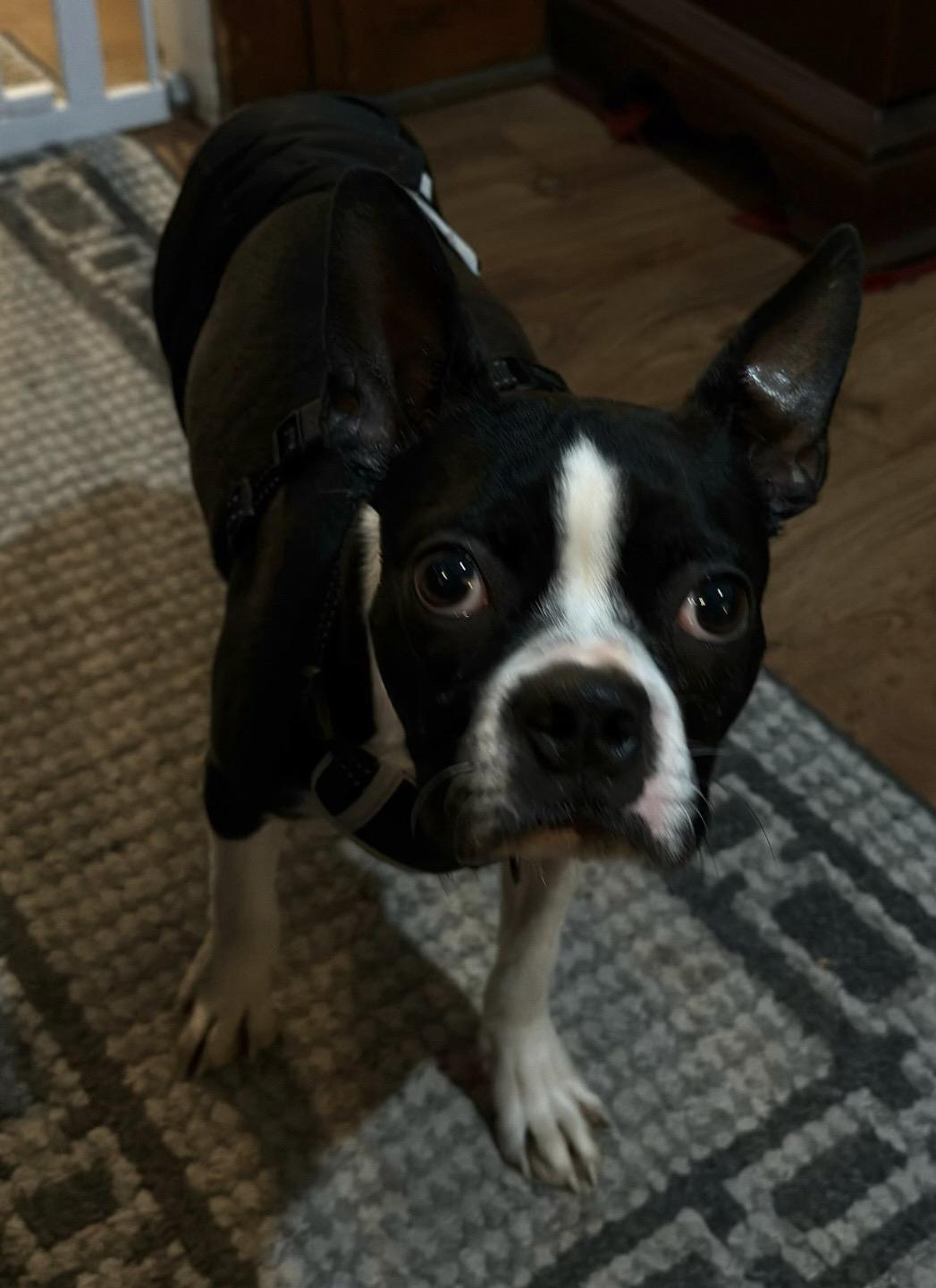 Henry in NE, a ADOPTABLE Boston Terrier in Elkhorn, NE image 3/5