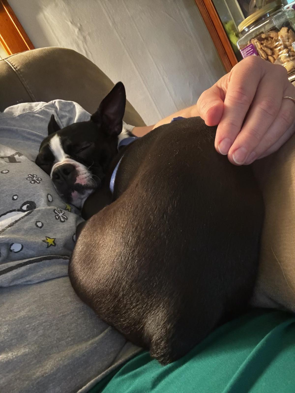 Henry in NE, a ADOPTABLE Boston Terrier in Elkhorn, NE image 5/5