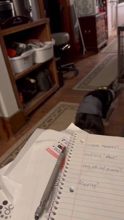 Enlarge Henry in NE, a ADOPTABLE Boston Terrier in Elkhorn, NE video 4/5