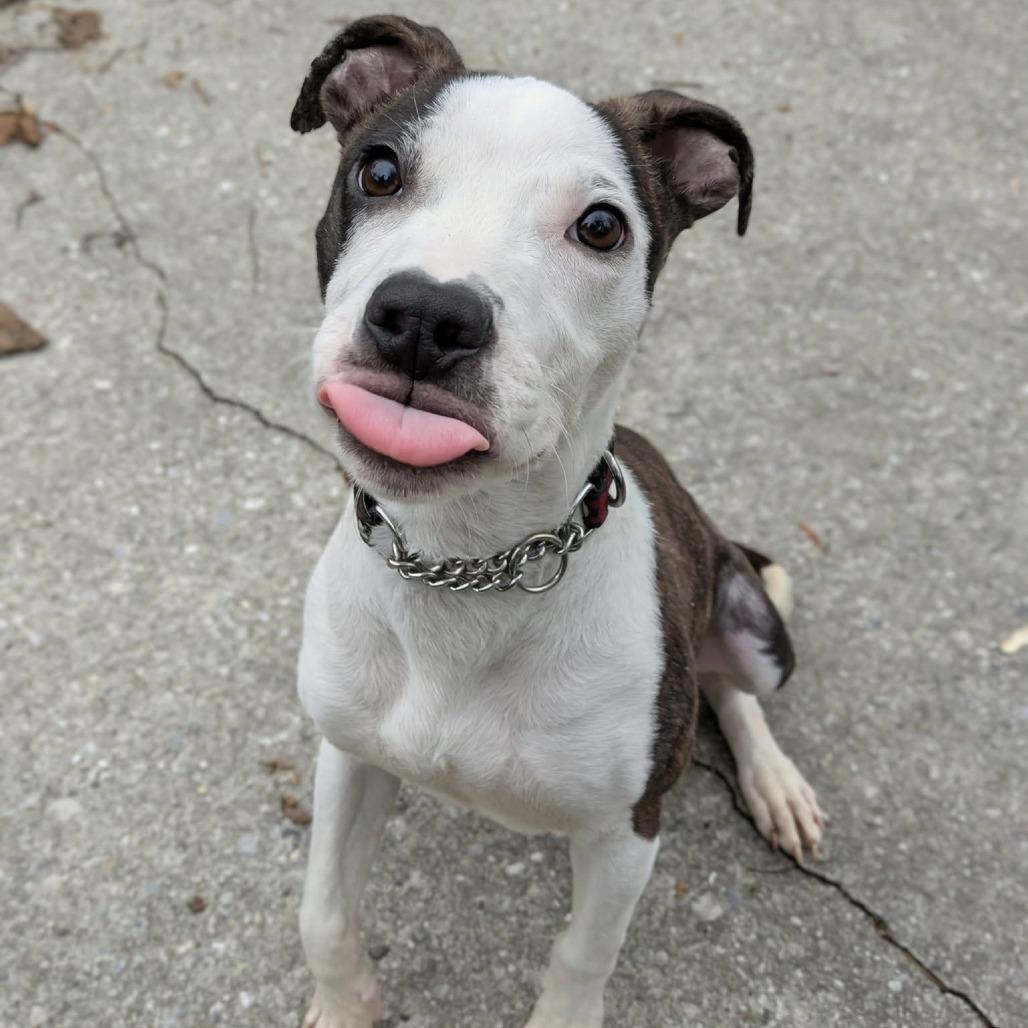 Keanu, Adoptable, Young Male Pit Bull Terrier.
