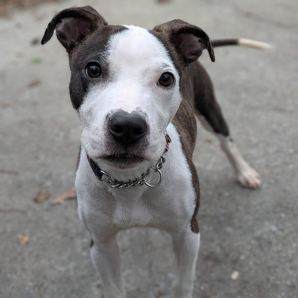 Enlarge Keanu, a Adoptable Pit Bull Terrier in Baltimore, MD image 2/5
