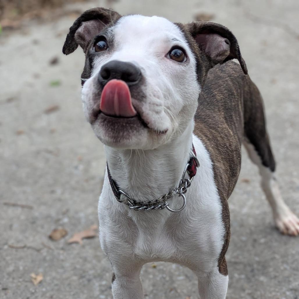 Enlarge Keanu, a Adoptable Pit Bull Terrier in Baltimore, MD image 5/5