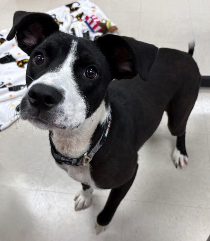 Kehlani, Adoptable, Young Female Labrador Retriever & Mixed Breed.
