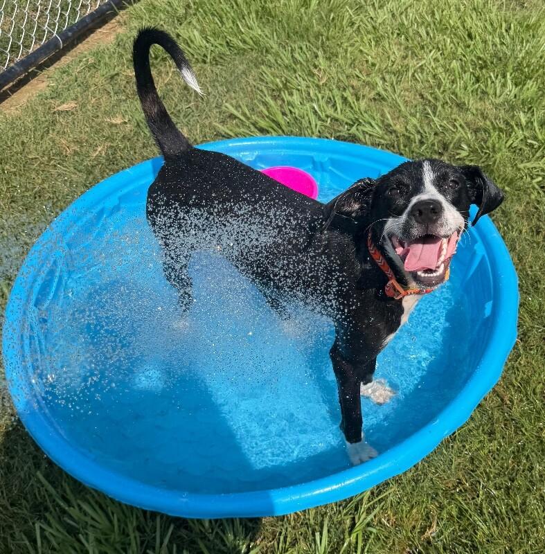 Enlarge Kehlani, a Adoptable mixed breed in Katy, TX image 2/6