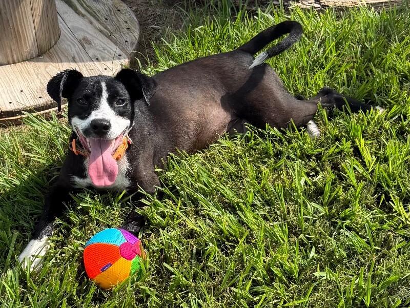 Enlarge Kehlani, a Adoptable mixed breed in Katy, TX image 3/6