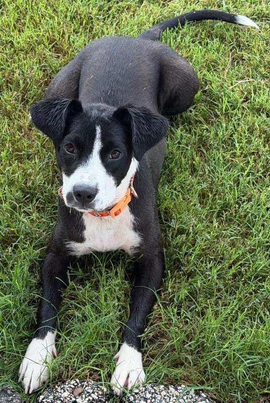 Enlarge Kehlani, a Adoptable mixed breed in Katy, TX image 4/6