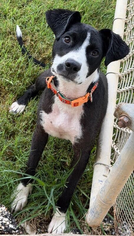 Enlarge Kehlani, a Adoptable mixed breed in Katy, TX image 5/6