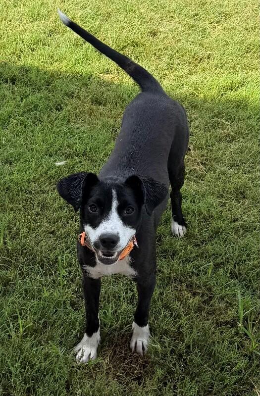 Enlarge Kehlani, a Adoptable mixed breed in Katy, TX image 6/6