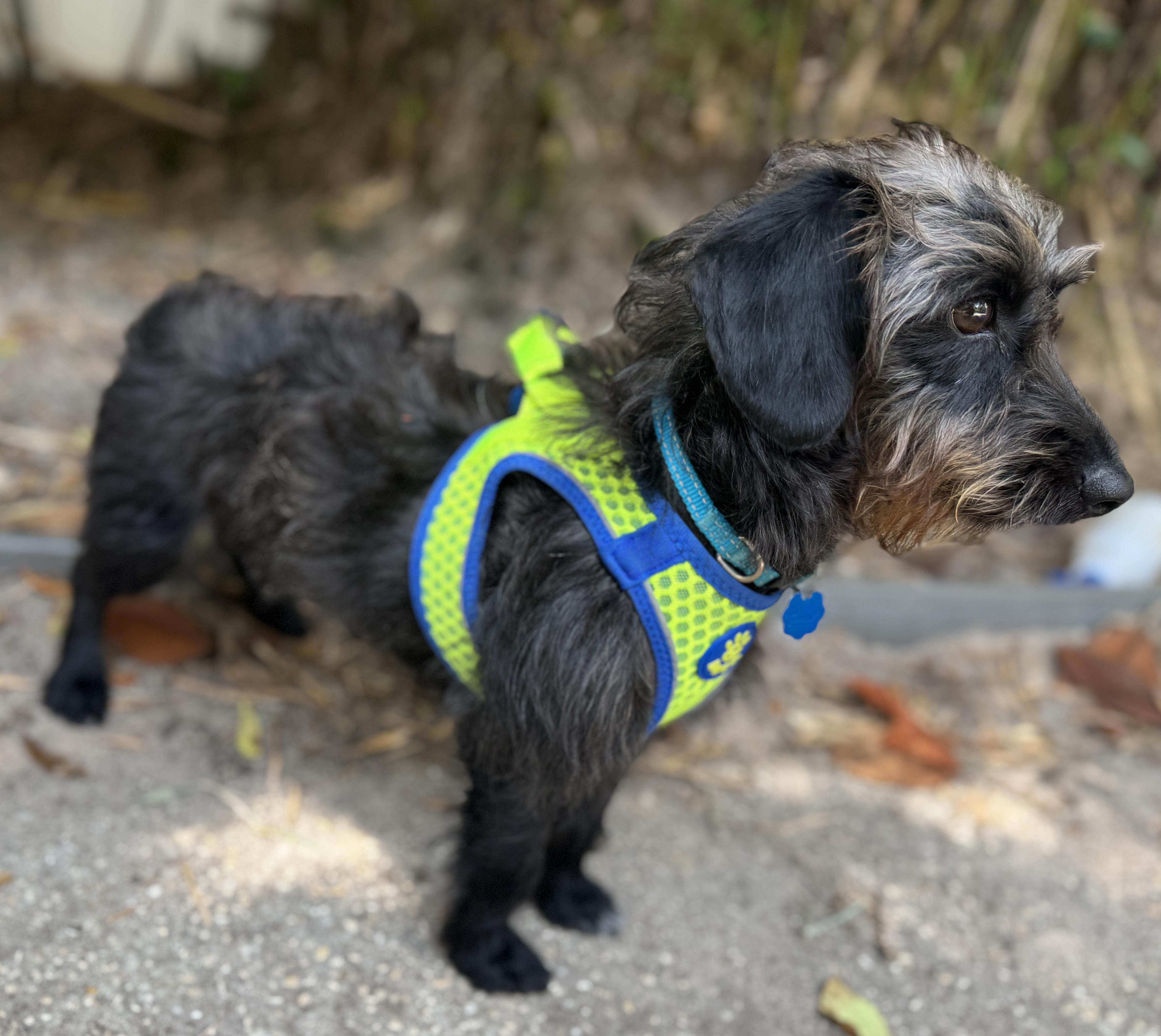 Enlarge Shadow , a ADOPTABLE mixed breed in Navarre, FL image 4/4