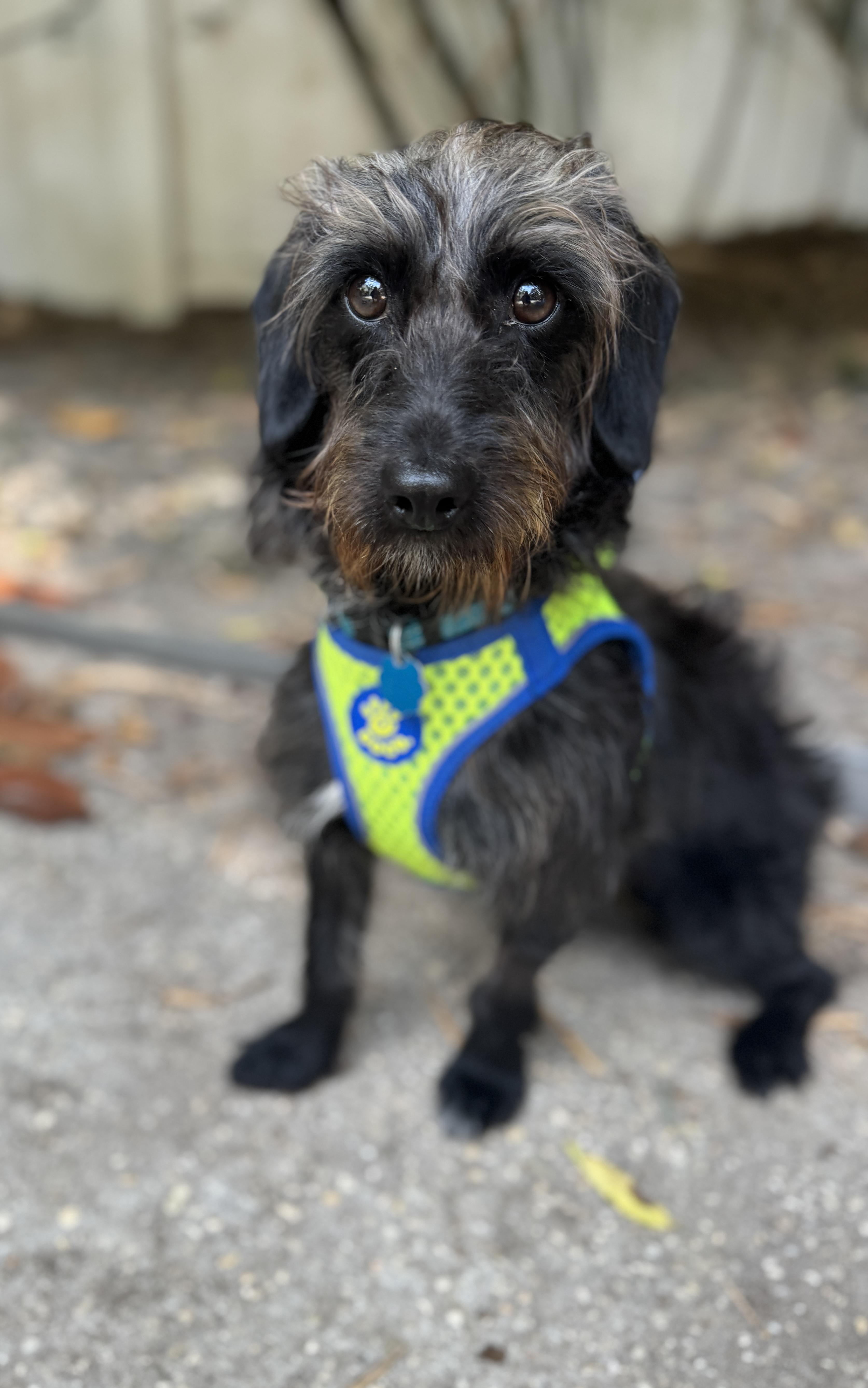 Enlarge Shadow , a ADOPTABLE mixed breed in Navarre, FL image 3/4