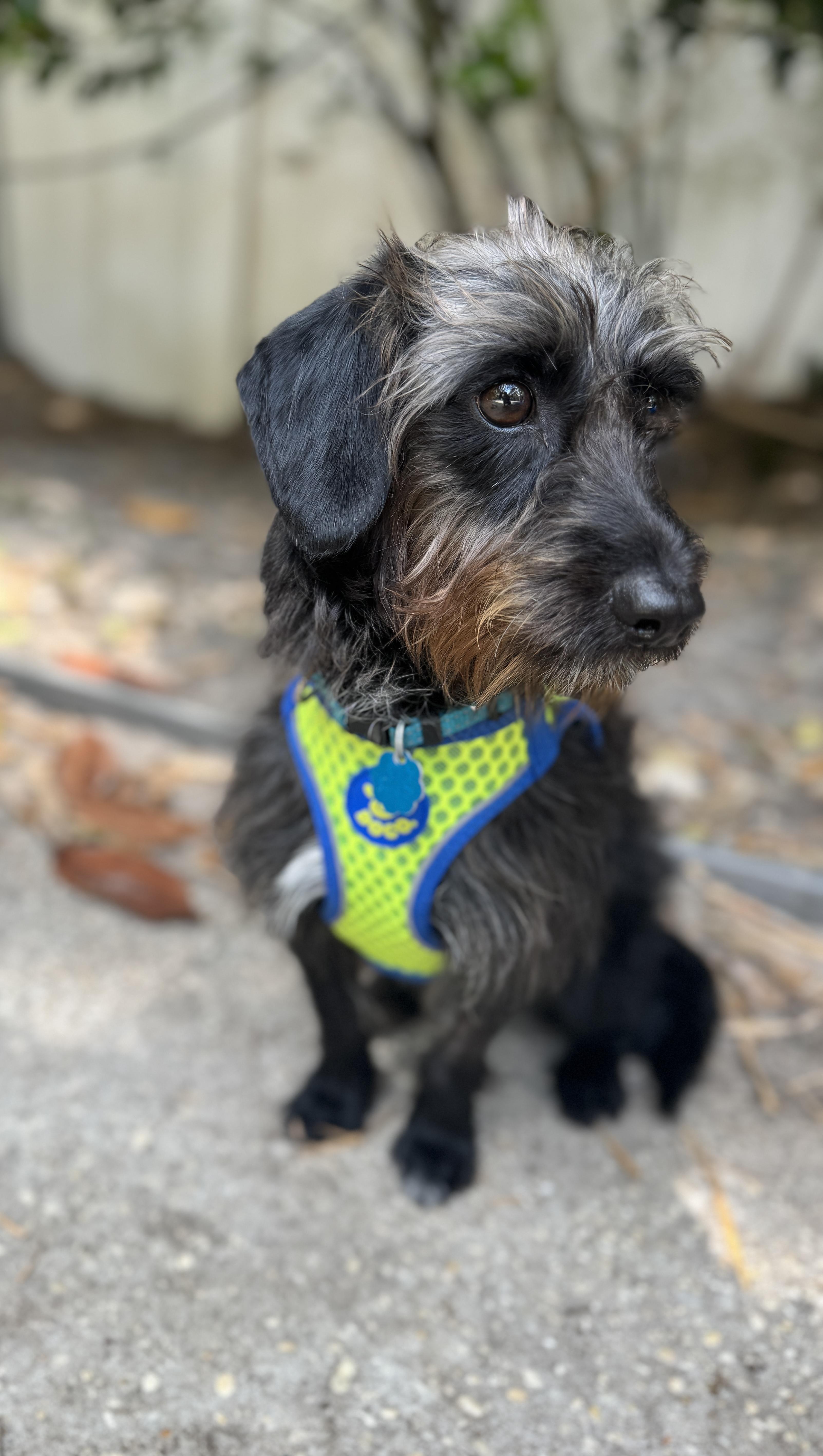 Enlarge Shadow , a ADOPTABLE mixed breed in Navarre, FL image 2/4