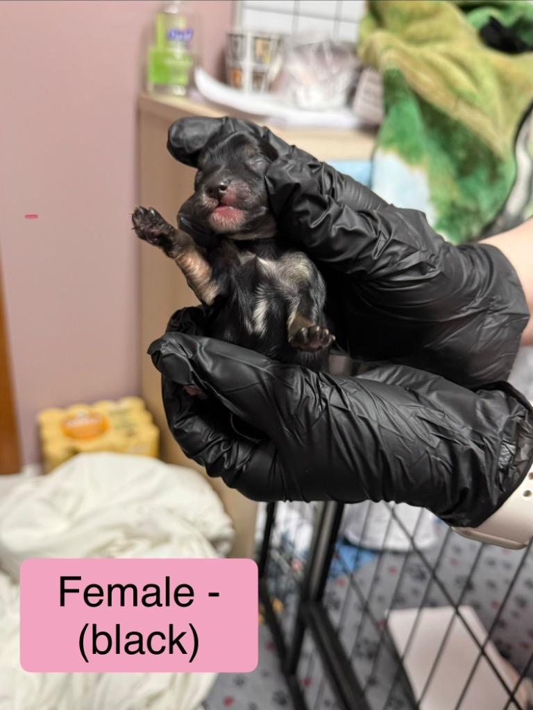 Enlarge Skittles, an adopted Mixed Breed in Archbold , OH image 1/4