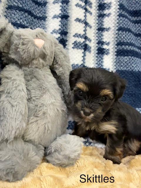 Enlarge Skittles, an adopted Mixed Breed in Archbold , OH image 3/4