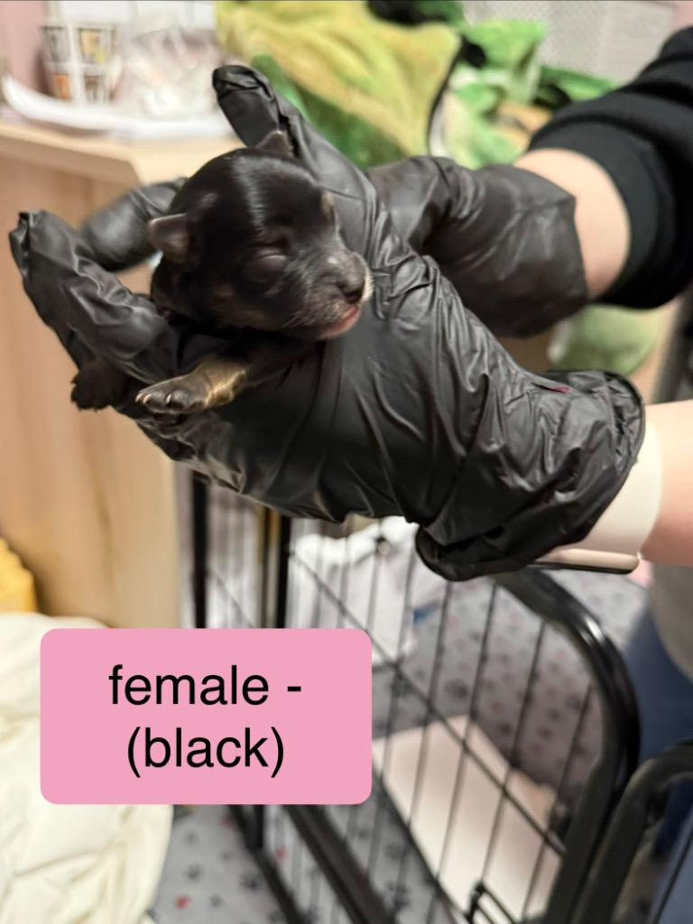 Enlarge Skittles, an adopted Mixed Breed in Archbold , OH image 4/4