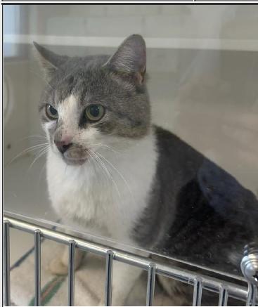 Tahoe, Adoptable, Adult Male Domestic Short Hair.