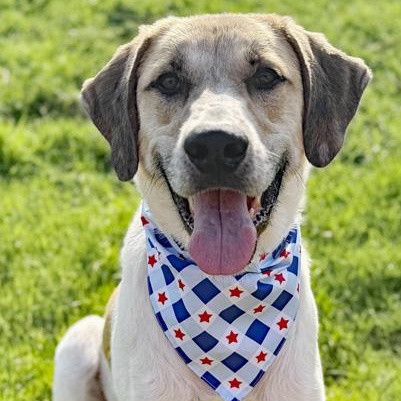 Enlarge Duke, an adopted mixed breed in Oklahoma City, OK image 2/6