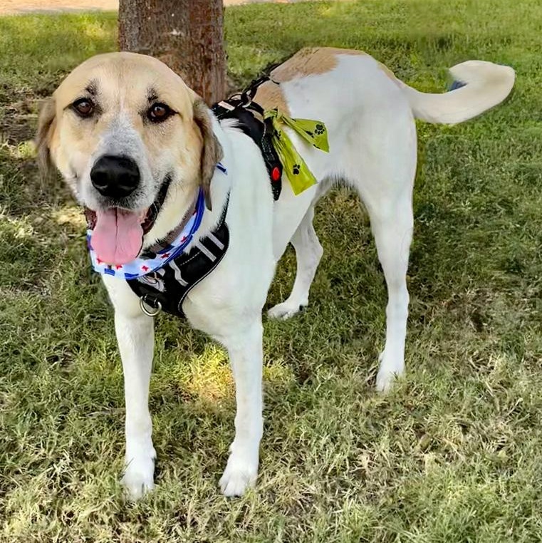 Duke, adopted, Adult Male Anatolian Shepherd & Labrador Retriever.