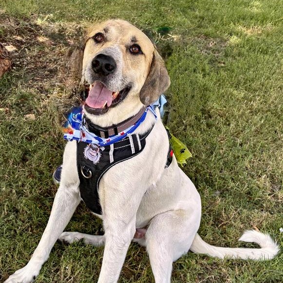Enlarge Duke, an adopted mixed breed in Oklahoma City, OK image 5/6
