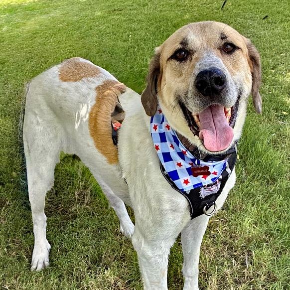 Enlarge Duke, an adopted mixed breed in Oklahoma City, OK image 6/6