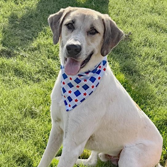 Enlarge Duke, an adopted mixed breed in Oklahoma City, OK image 3/6