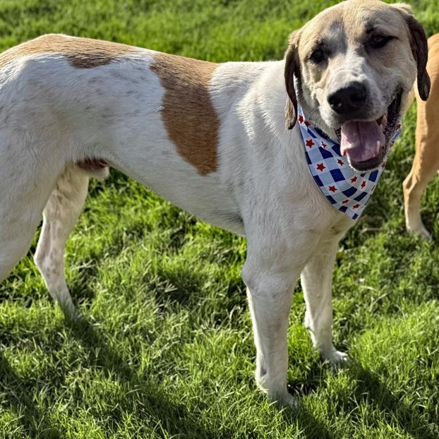 Enlarge Duke, an adopted mixed breed in Oklahoma City, OK image 4/6