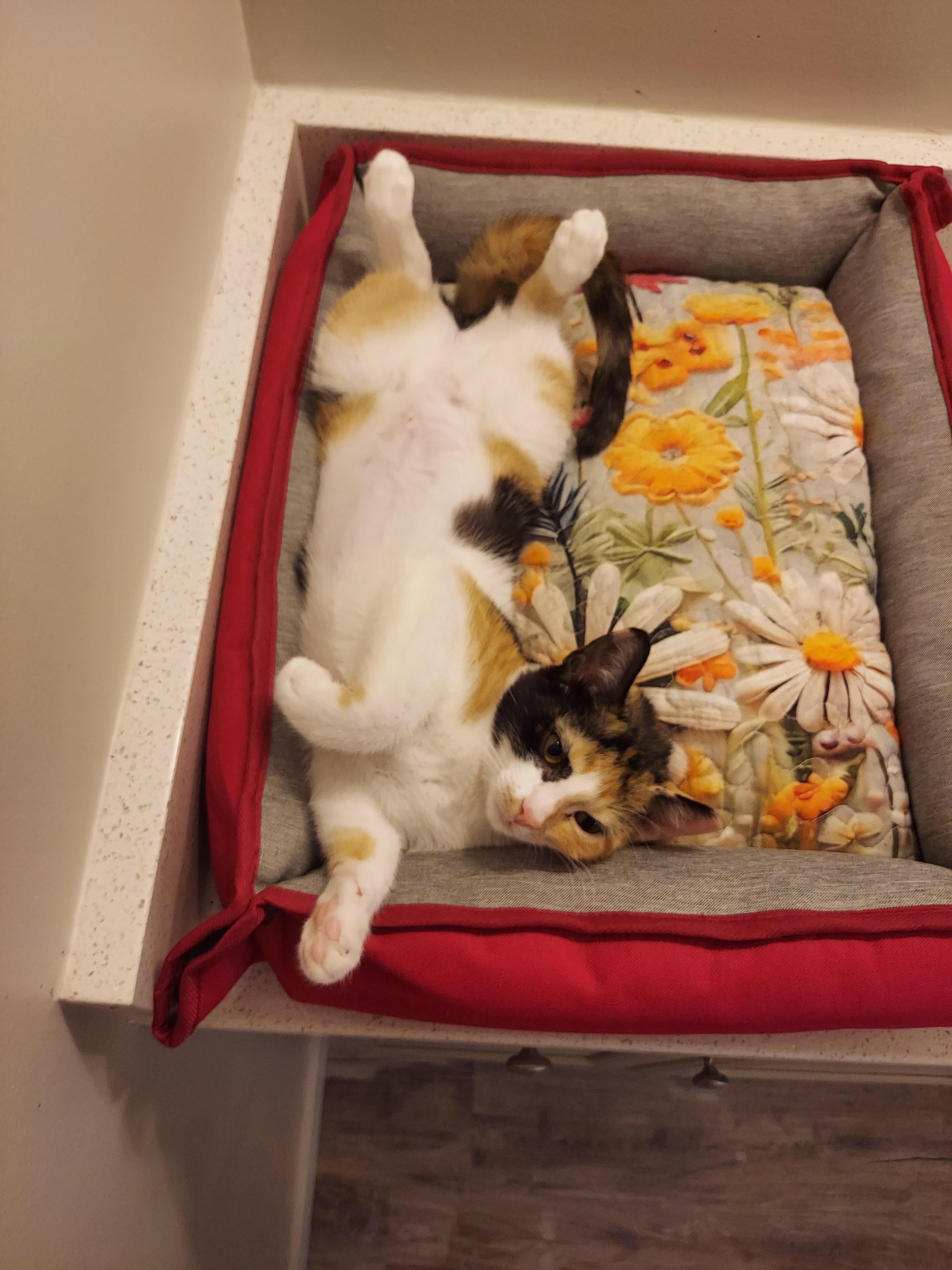 Enlarge Kittens - Trinity & Mia = The PURRFECT PRINCESS PAIR!, a Adopted Domestic Short Hair in Centreville, VA image 6/6