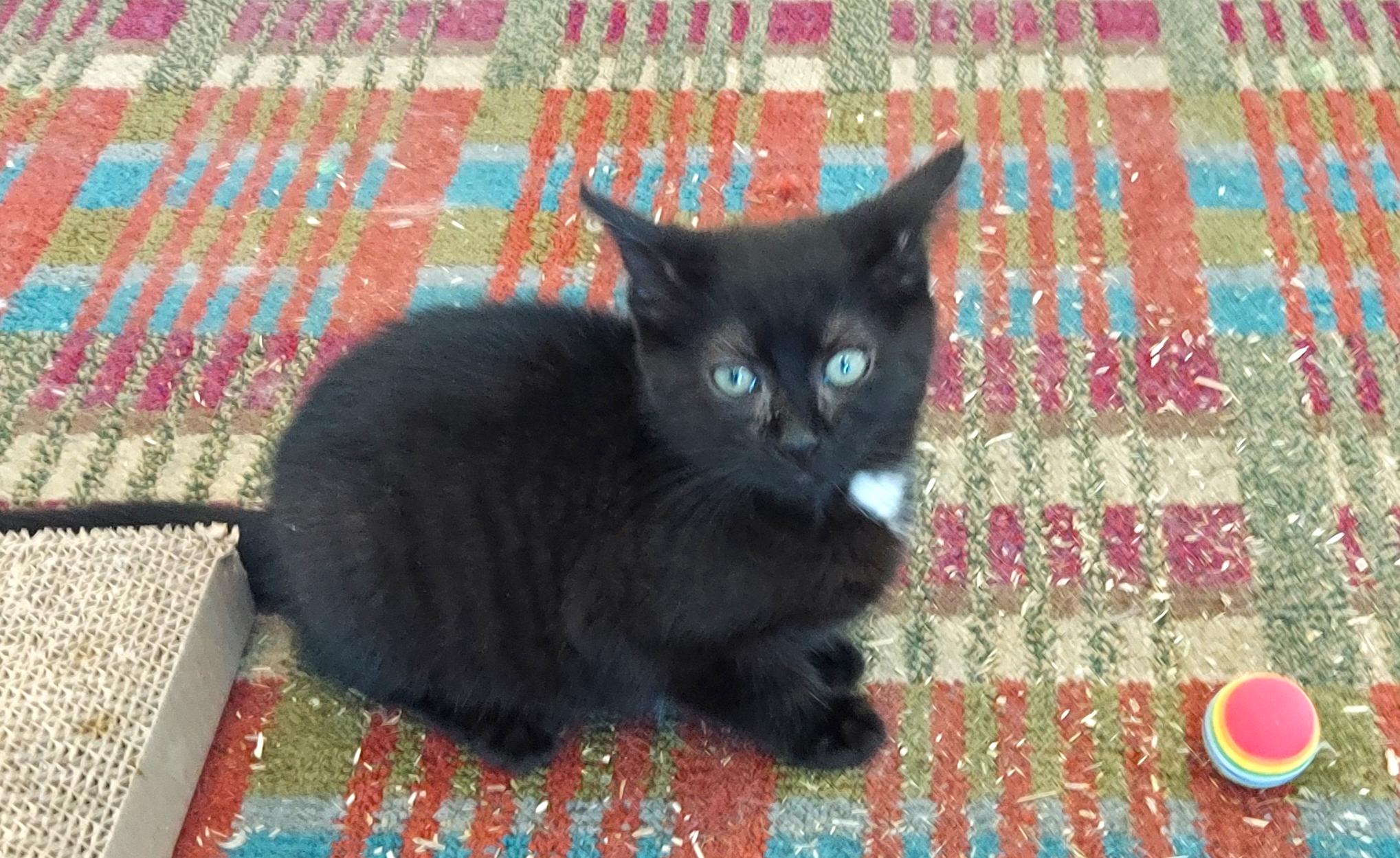 Enlarge Kittens - Trinity & Mia = The PURRFECT PRINCESS PAIR!, a Adopted Domestic Short Hair in Centreville, VA image 5/6