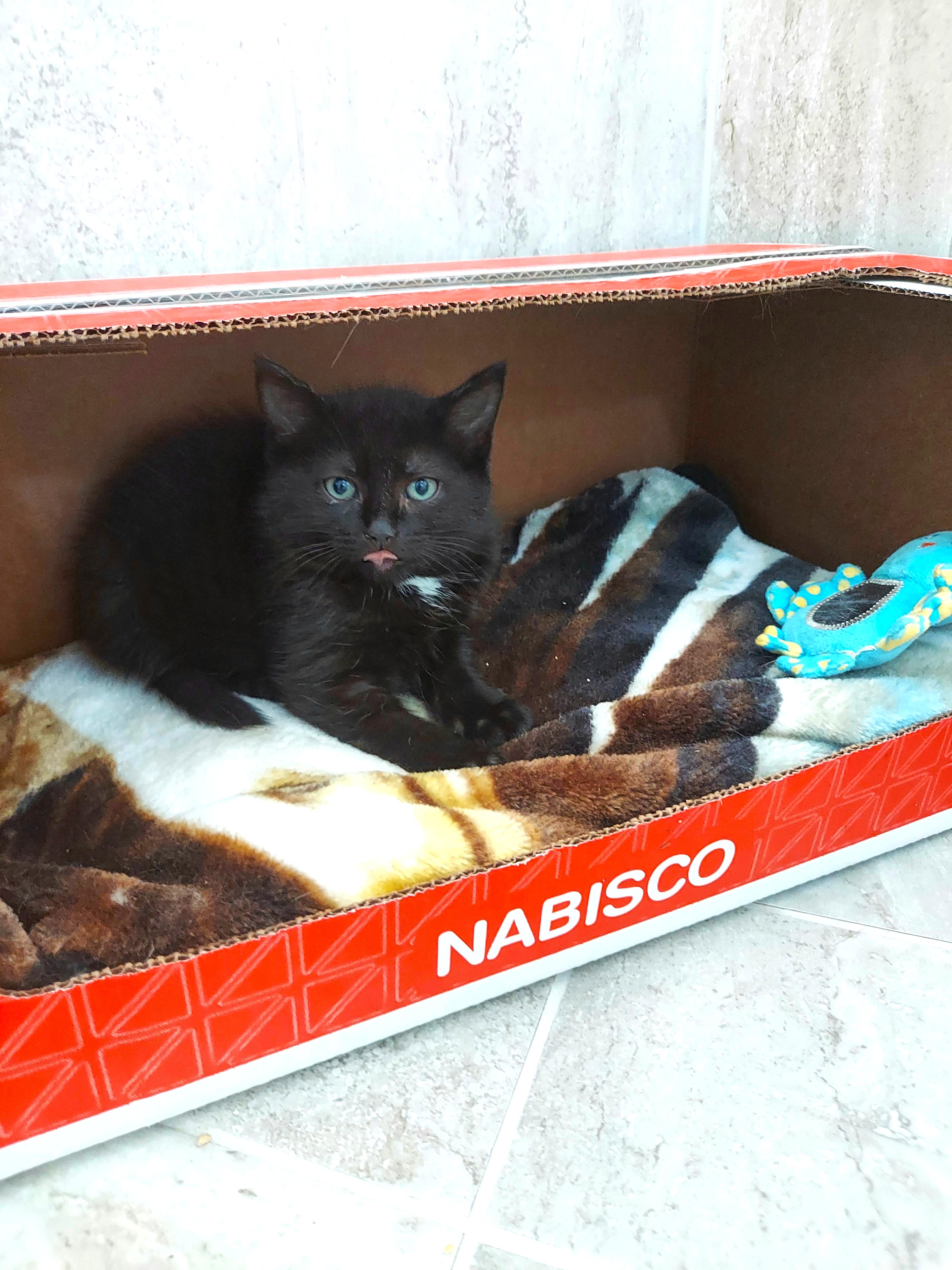 Enlarge Kittens - Trinity & Mia = The PURRFECT PRINCESS PAIR!, a Adopted Domestic Short Hair in Centreville, VA image 4/6