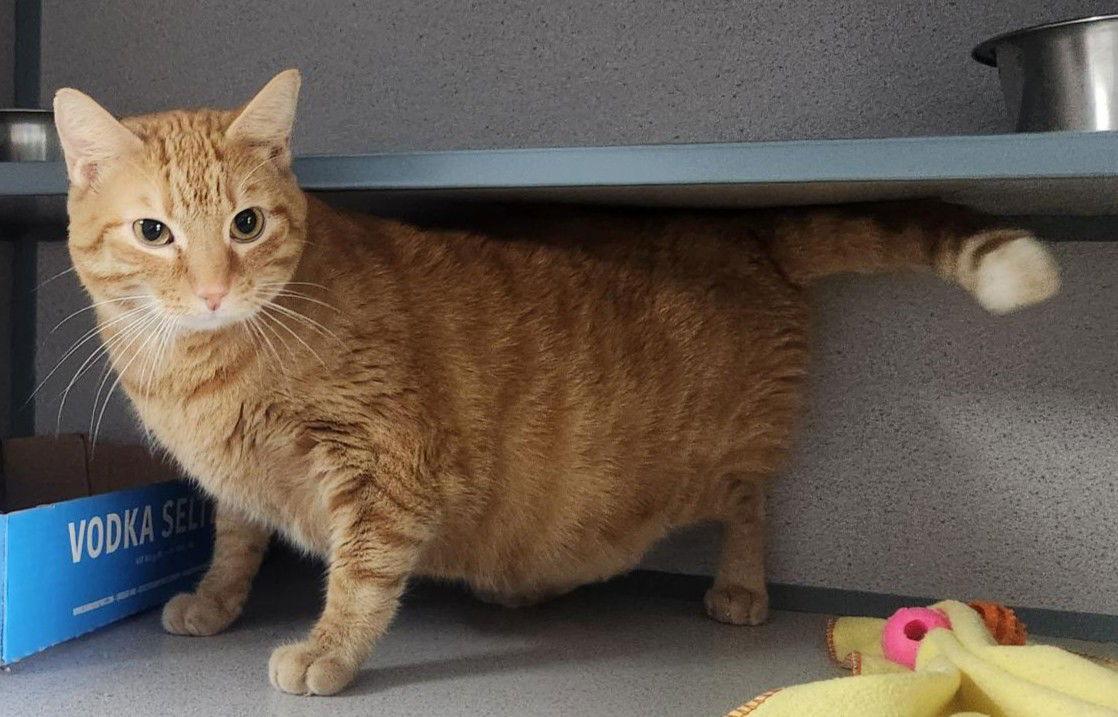 Enlarge Tigger, a Adoptable Domestic Medium Hair in Knoxville, IA image 1/1