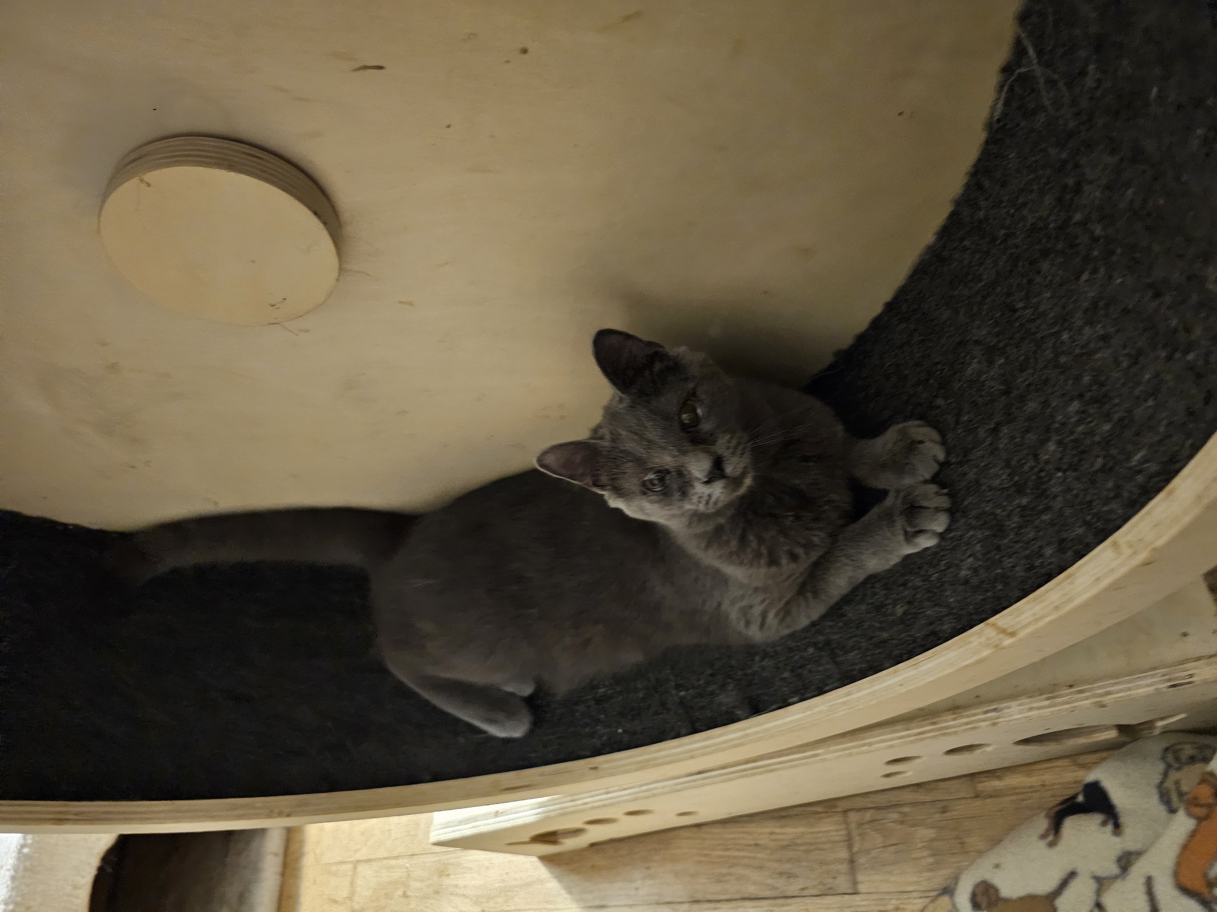 Vex, Adoptable, Young Male Domestic Short Hair.