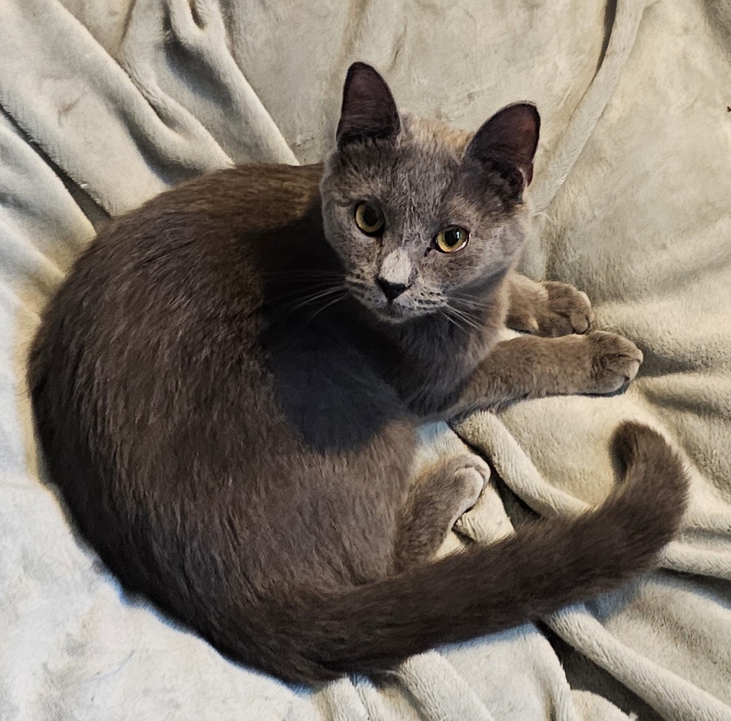 Vex, Adoptable, Young Male Domestic Short Hair.