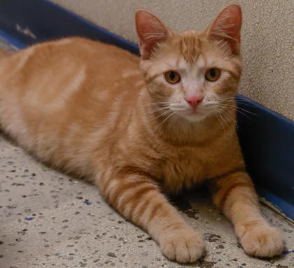 Tigger, a Adoptable mixed breed in Baraboo, WI image 1/3
