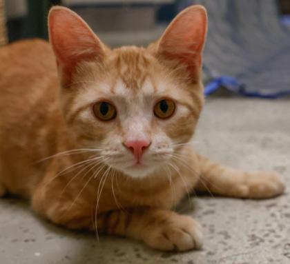 Tigger, a Adoptable mixed breed in Baraboo, WI image 2/3