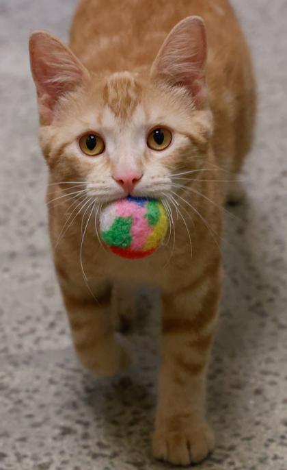 Tigger, a Adoptable mixed breed in Baraboo, WI image 3/3