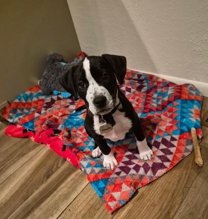 Enlarge Saturn, an adopted mixed breed in Roseburg, OR image 1/1