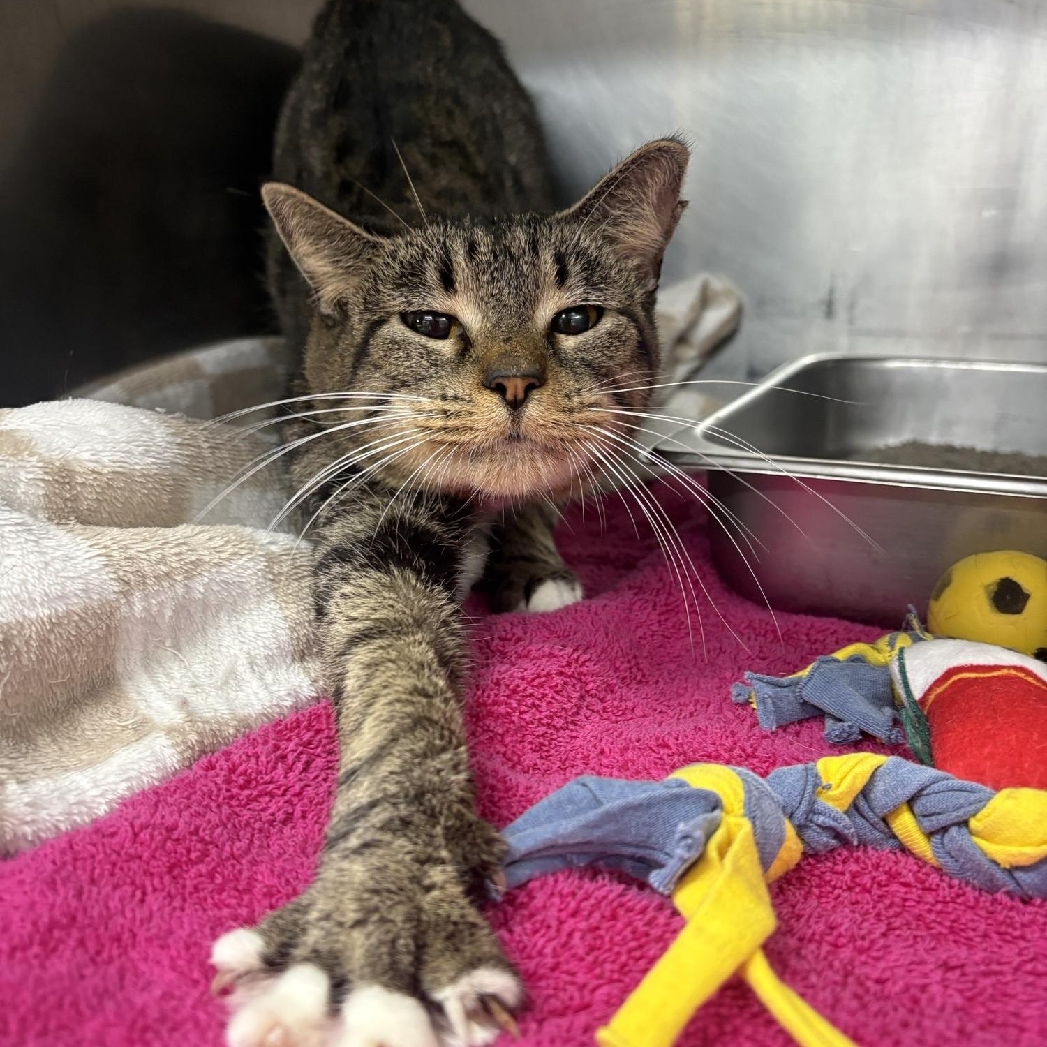 Phoebe Halliwell, Adoptable, Young Female Domestic Short Hair.