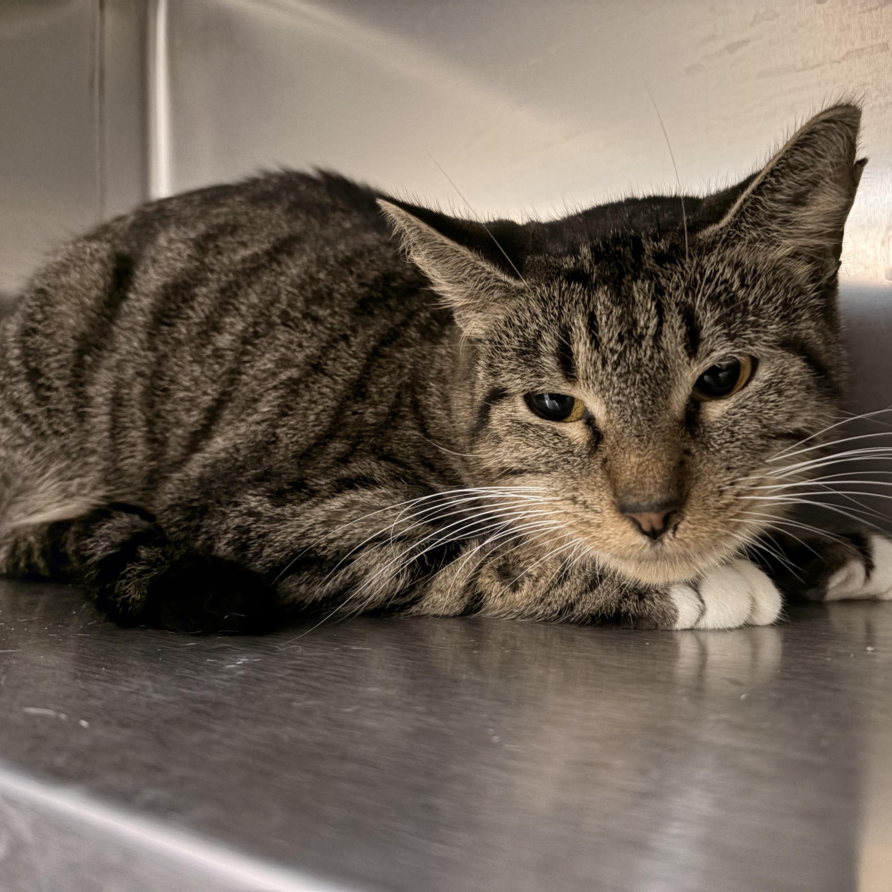 Phoebe Halliwell, Adoptable, Young Female Domestic Short Hair.