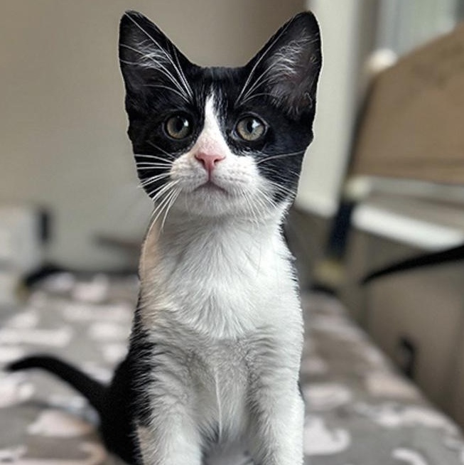 Alexa, adopted, Kitten Female Domestic Short Hair.