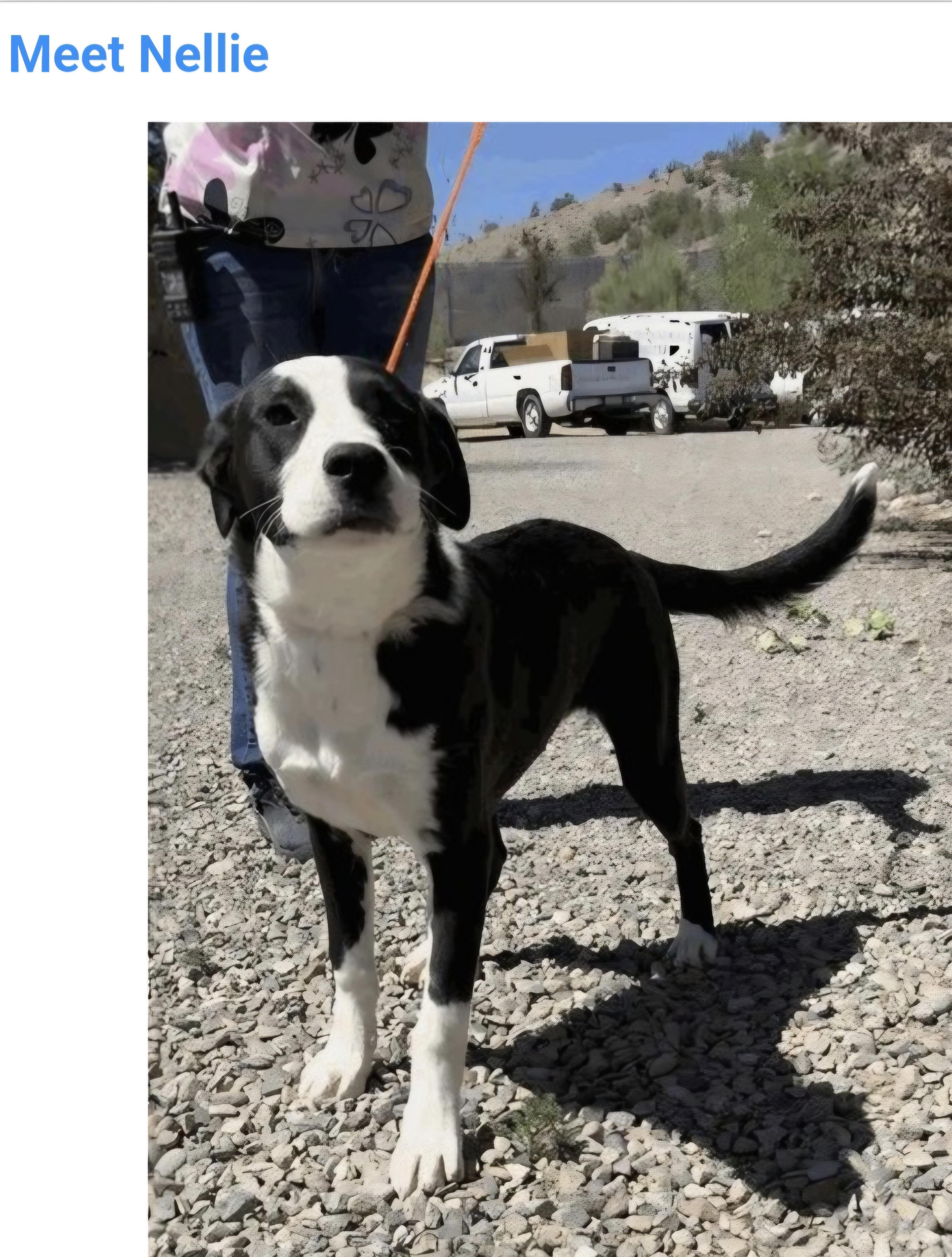 Enlarge Nellie, a ADOPTABLE mixed breed in Salt Lake City, UT image 1/1